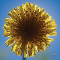 Series 004 - Dandelion Bloom