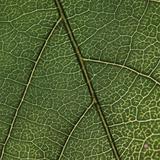 Series 004 - Leafy Leaf